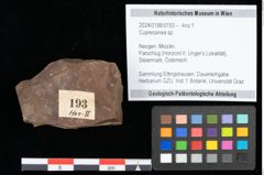 Foto (Objekt + Etikett) von Cupressinea sp. (NHMW-GEO-2024-0188-0193)